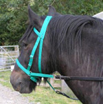 b bitless bridles