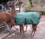 b camelid raincoats