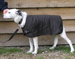 b dog coat