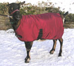b goat wintercoat