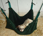 b pet hammocks