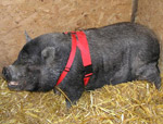 b pig harness