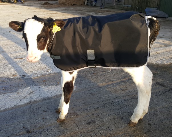 calf coat