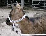 control headcollar rahab