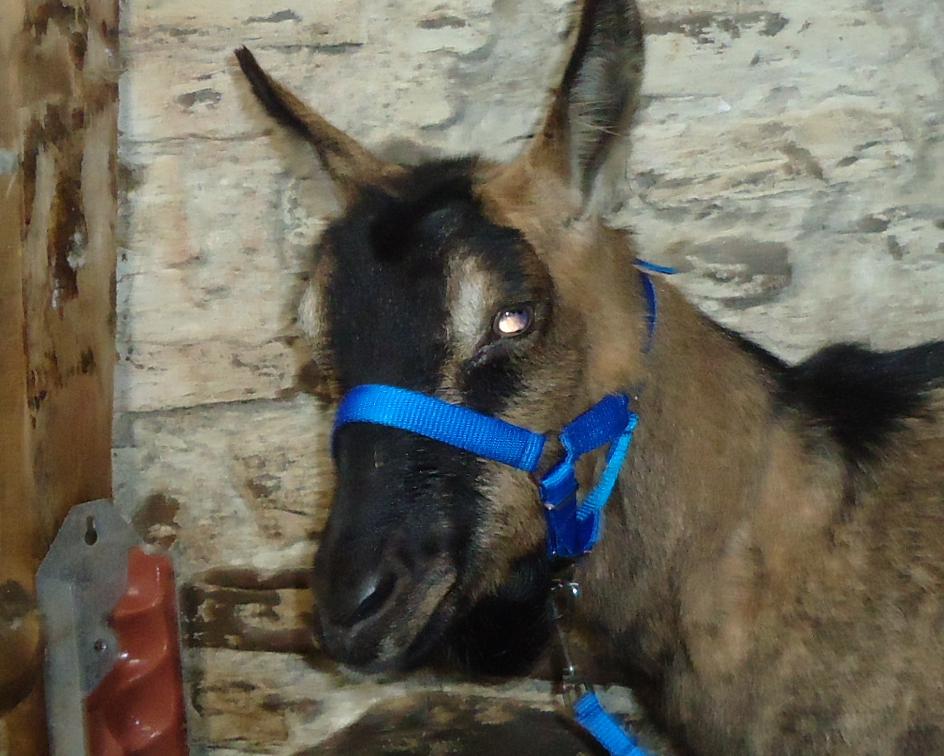 goat headcollar