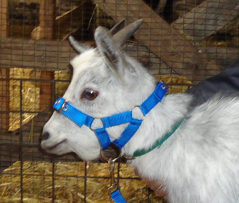 pygmy goat blue