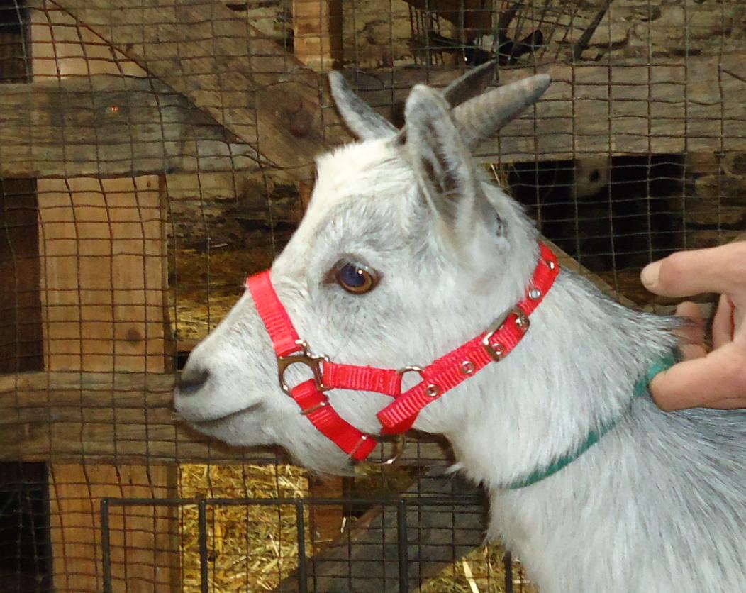 pygmy goat red